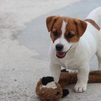Jack russell terrier cucciolo