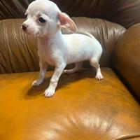 Chihuahua