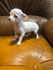 Chihuahua
