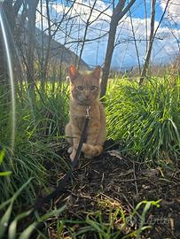 Gattino maschio dolcissimo