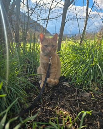 Gattino maschio dolcissimo