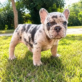Cuccioli bulldog francese alta genealogia