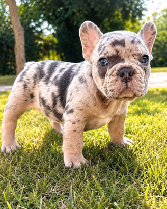 Cuccioli bulldog francese alta genealogia