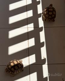 Tartaruga Sulcata