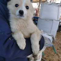 Cuccioli di 2 mesi in adozione