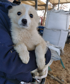 Cuccioli di 2 mesi in adozione