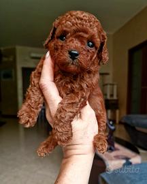 Barboncino mini toy / Teacup red brown