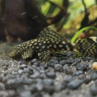 Ancistrus adulto femmina pesce da fondo