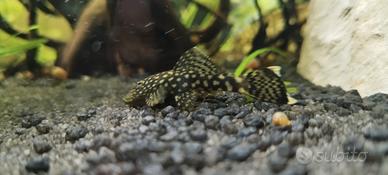 Ancistrus adulto femmina pesce da fondo
