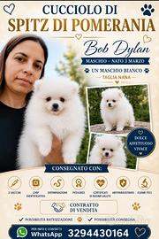 Spitz di Pomerania Pedigree