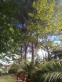 Legna da ardere - alberi da tagliare