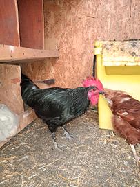 Gallo nero
