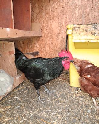 Gallo nero