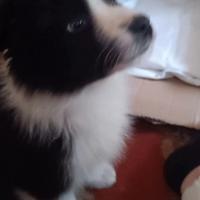 Cucciolo border collie