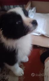 Cucciolo border collie
