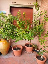 Piante di limone / limoni