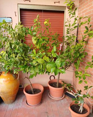Piante di limone / limoni