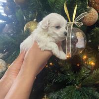Cuccioli di Maltese