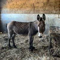 Asino giovane con documenti