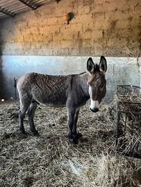 Asino giovane con documenti