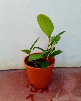 piantine di nespole dolcissime