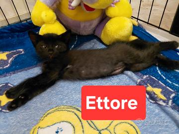 Ettore gattino nero di tre mesi