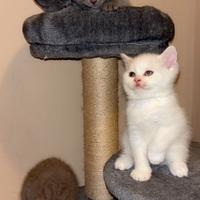 British shorthair