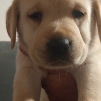 Labrador femmina con pedigree