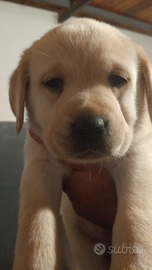 Labrador femmina con pedigree