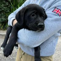 Cuccioli incrocio corso/labrador