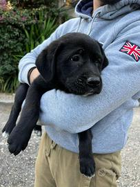 Cuccioli incrocio corso/labrador