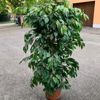 Pianta finta da arredamento