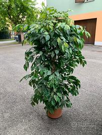 Pianta finta da arredamento