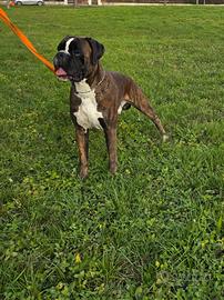 Boxer maschio per monta