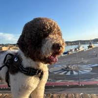 Lagotto per accoppiamento