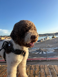 Lagotto per accoppiamento