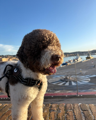 Lagotto per accoppiamento