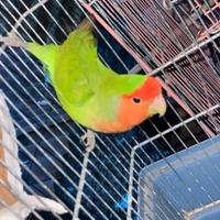 Agapornis Roseicollis