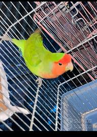 Agapornis Roseicollis