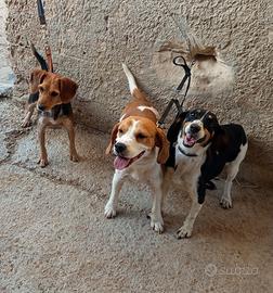 Cani da caccia al coniglio femmine