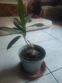 pianta dracaena