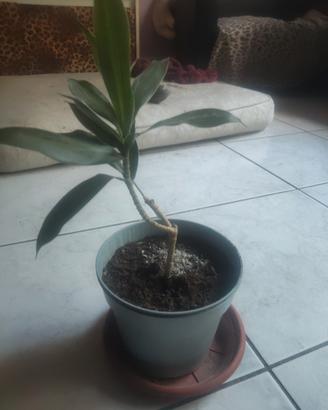 pianta dracaena