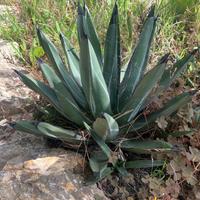 Cactus Agave Ferdinando Regia con figli in omaggio