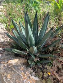 Cactus Agave Ferdinando Regia con figli in omaggio