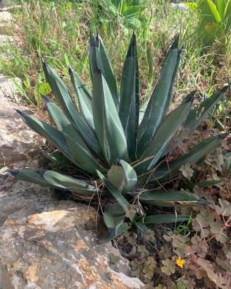 Cactus Agave Ferdinando Regia con figli in omaggio