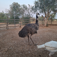 Emù struzzi australiani