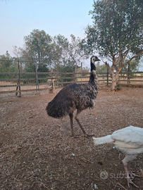 Emù struzzi australiani