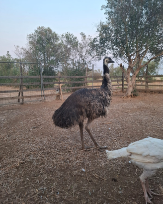 Emù struzzi australiani