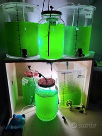 reattori fitoplancton 