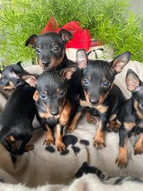 cuccioli pincher